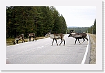 reindeer on the road_0740 * 800 x 519 * (357KB)